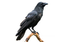 Forest Crow