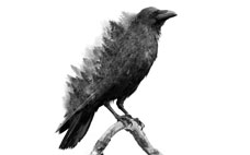 Forest Crow